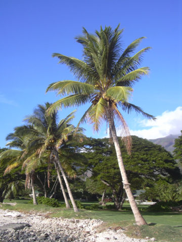 Image:Cocos nucifera-01.jpg