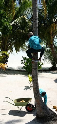 Image:Coconut harvest.jpg