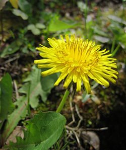 A flowering dandelion.