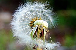 A half seeded dandelion clock.