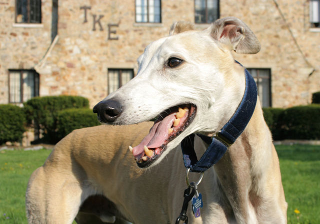 Image:Greyhound portrait.jpg