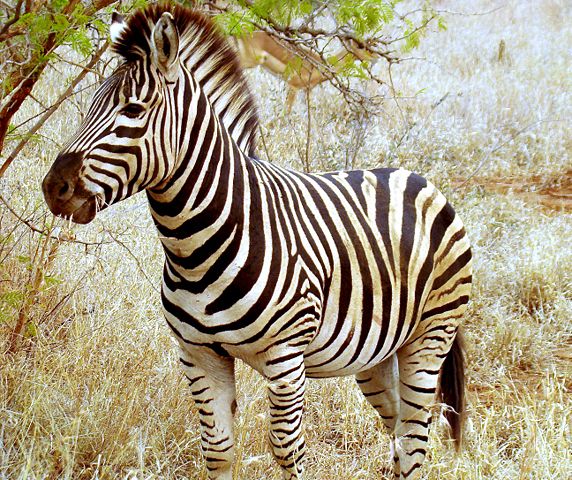 Image:Beautiful Zebra in South Africa.JPG