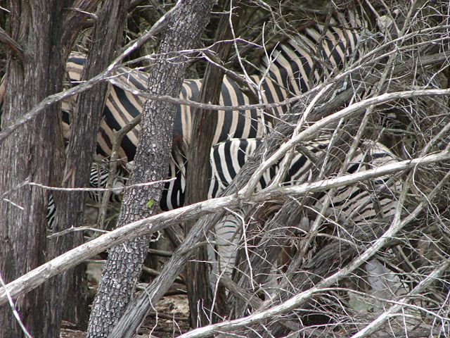 Image:Zebra2.jpg