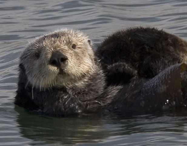 Image:Sea otter cropped.jpg