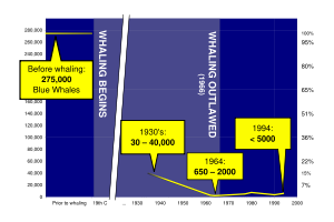 Blue whale populations have declined dramatically due to commercial whaling.