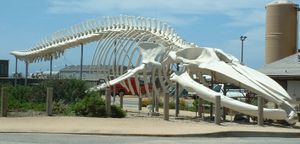 Blue Whale skeleton, outside the Long Marine Laboratory at the University of California, Santa Cruz