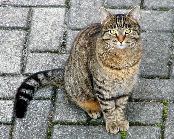 Image:Domestic cat cropped.jpg