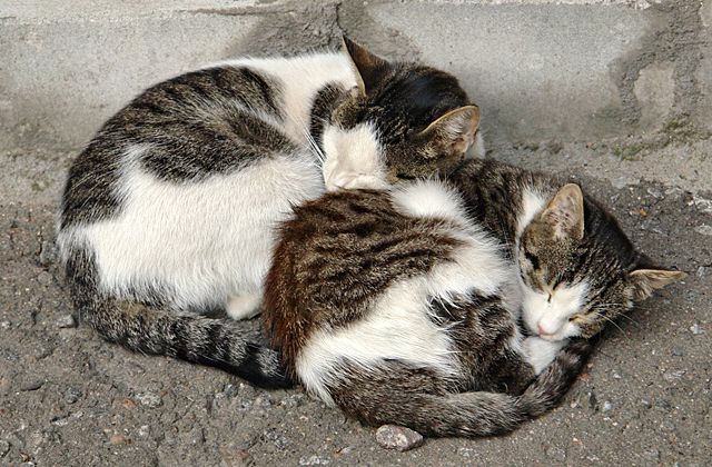 Image:2 russian street cats-crop.jpg