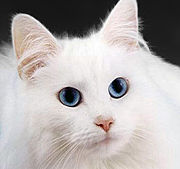 Blue-eyed cats with white fur have a reputation for having greater incidence of genetic deafness.