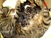 A mother cat with kittens a few hours old