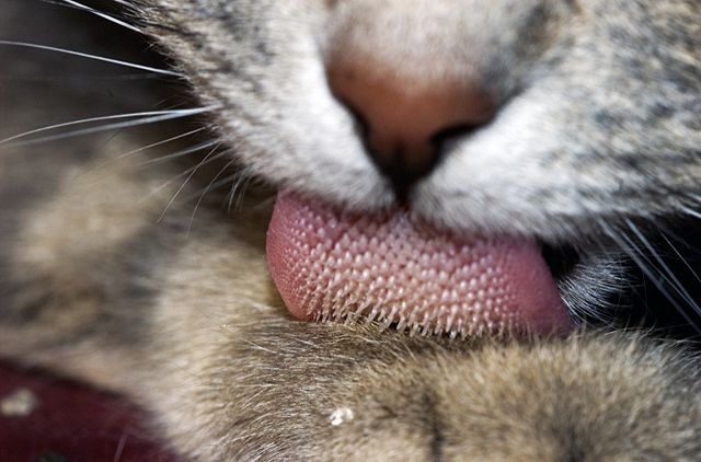 Image:Cat tongue macro.jpg