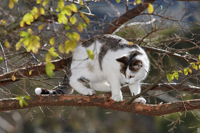 Image:Cat in tree03.jpg