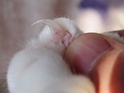 Close-up of a cat's claw, with the quick clearly visible.