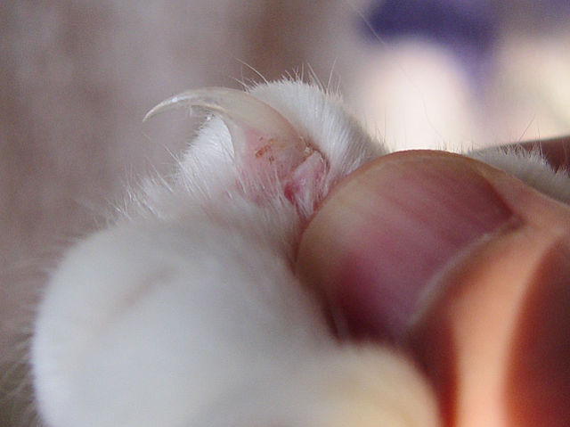 Image:Cat claw closeup.jpg