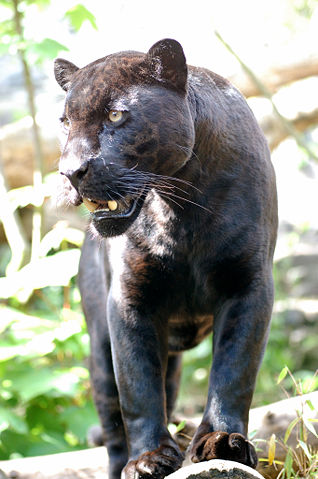 Jaguar — Wikipédia