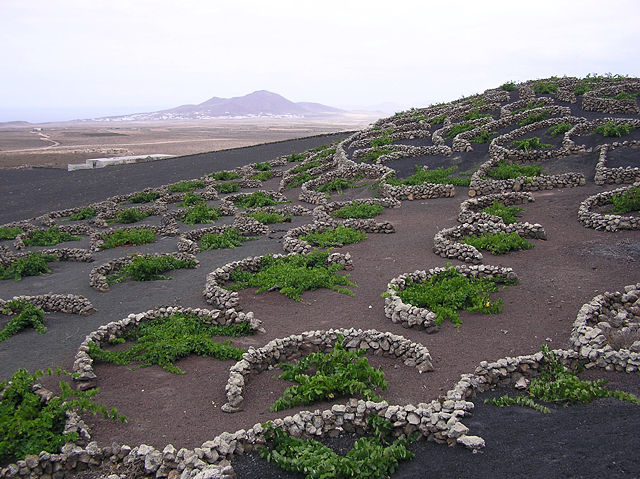 Image:La Geria vines.jpg