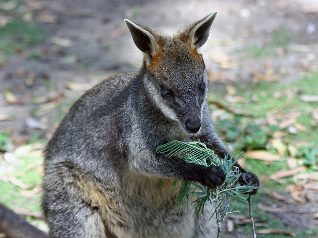 Image:Swamp-Wallaby-Feeding-2,-Vic,-Jan.2008.jpg