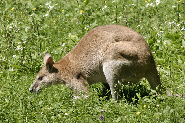 Image:Macropus agilis - 02.jpg