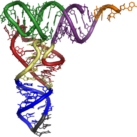 Image:3d tRNA.png