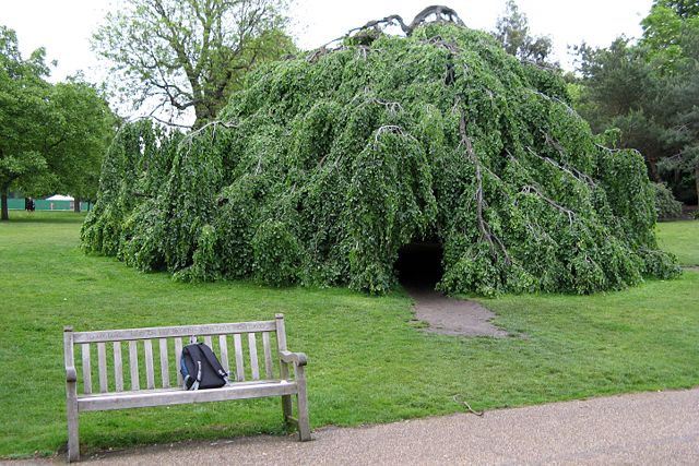 Image:Hyde park tree.jpg