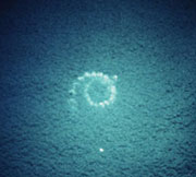 Aerial view of a bubble net off Cape Fanshaw, Alaska