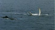 Humpback swimming on his back in Antarctica