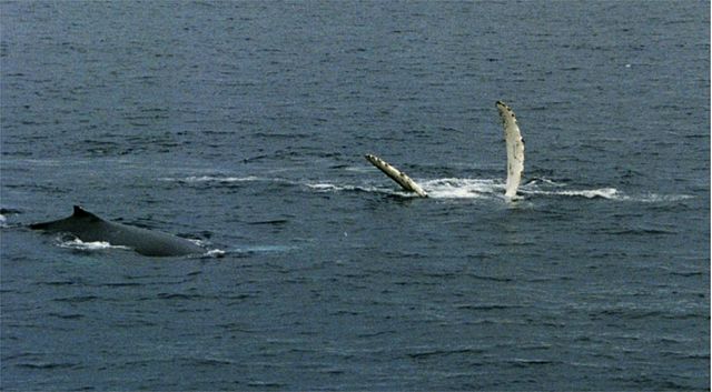 Image:Humpback Whales in antarctica.jpg