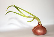 Onion growing shoots