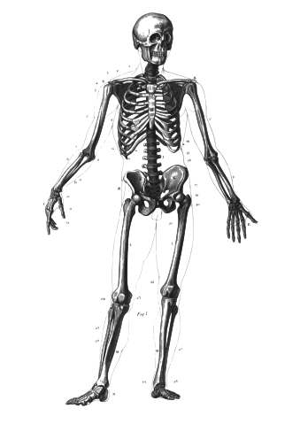 Image:Skeleton diagram.svg