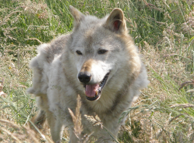 Image:Wolfmoult.png