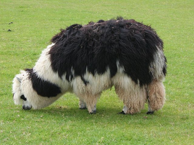 Image:Unshorn alpaca grazing.jpg