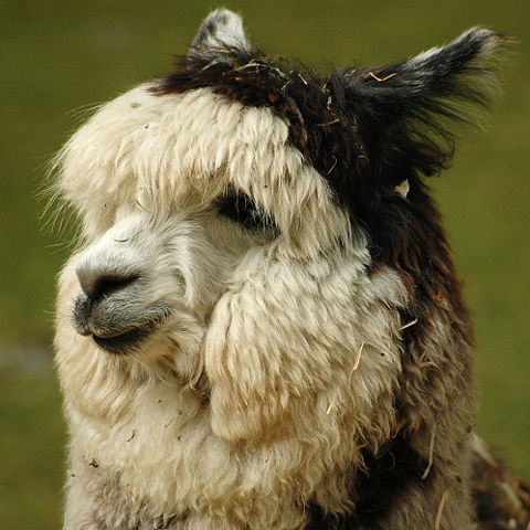 Image:Alpaca headshot.jpg