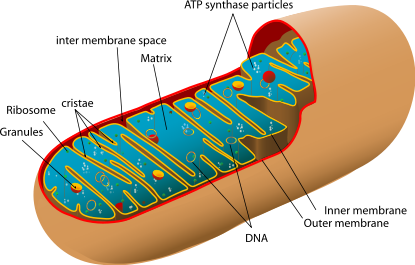 Simplified structure of mitochondrion