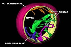 Cross-sectional image of cristae in rat liver mitochondrion to demonstrate the likely 3D structure and relationship to the inner membrane