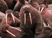 Young male Pacific Walruses on Cape Pierce in Alaska. Note the variation in the curvature and orientation of the tusks and the bumpy skin (bosses), typical of males.