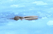 Walrus using tusks to hang on breathing hole in the ice near St. Lawrence Island, Bering Sea.