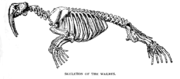 Skeleton