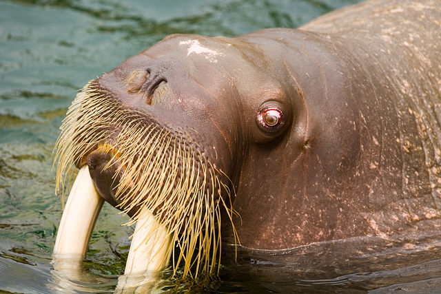 Image:Walrus - Kamogawa Seaworld - 1.jpg