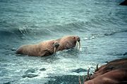 Walruses leaving the water