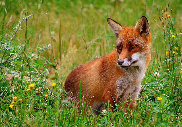 Image:Rød ræv (Vulpes vulpes).jpg