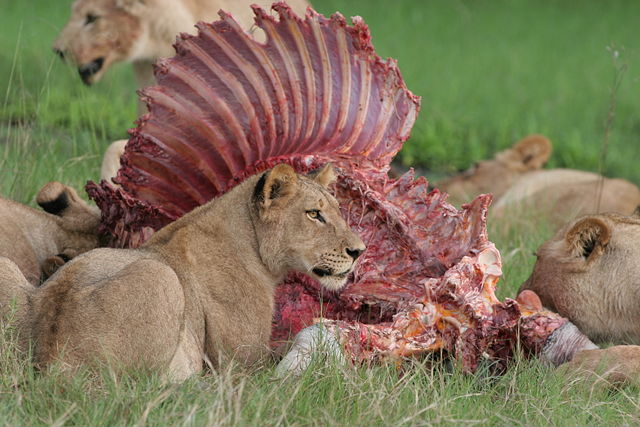 Image:Lions and a Zebra a.jpg