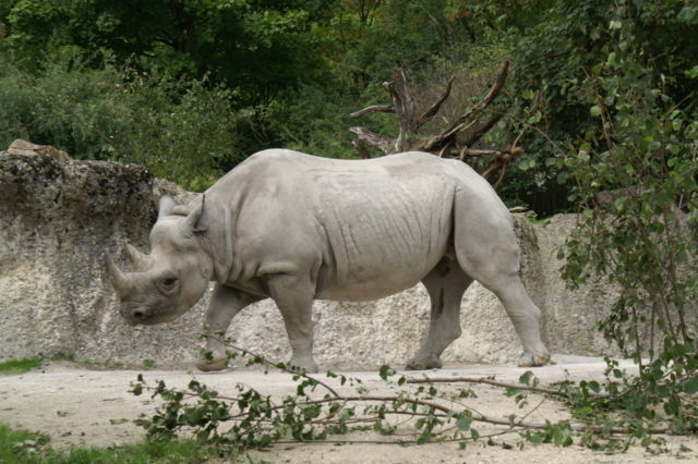 Image:Ostafrikanisches Spitzmaulnashorn.JPG