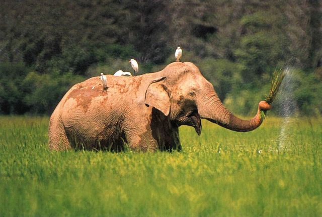 Image:Re-exposure of elephant - lahugala park1.jpg
