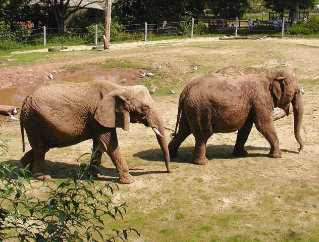 Image:Elephant.pair.750pix.jpg