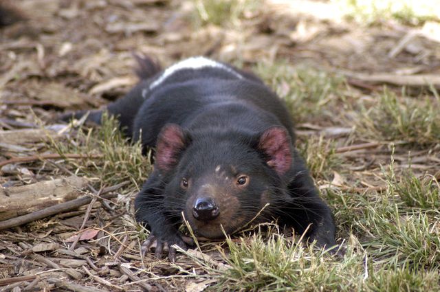 Image:Tasmanian Devil resting.jpg