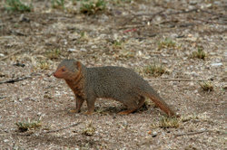 Dwarf Mongoose (Helogale parvula)