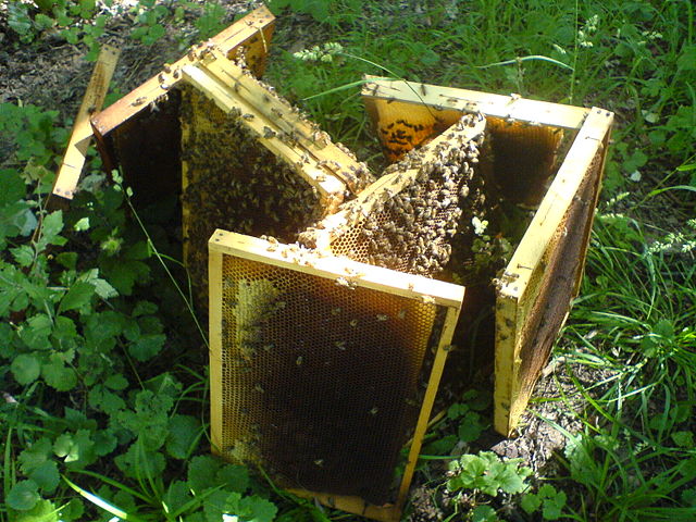 Image:Bee wax.JPG