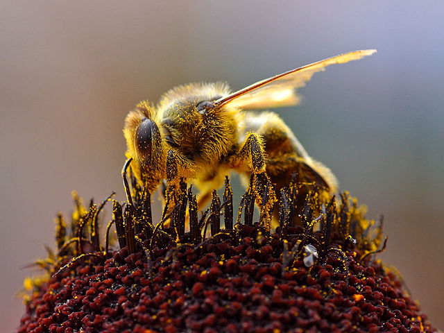 Image:Bees Collecting Pollen 2004-08-14.jpg