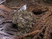 Apis cerana forming a ball around two hornets. The body heat trapped by the ball will overheat and kill the hornets.