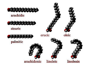 Three dimensional representations of several fatty acids